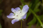 Largeflower baby blue eyes